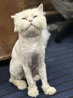 White perisan male cat