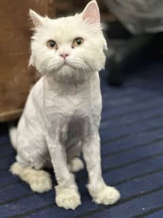 White perisan male cat