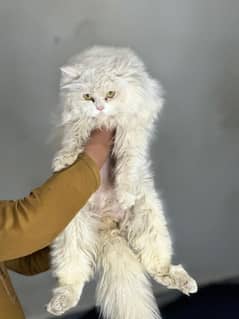 White perisan male cat