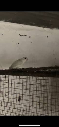 albino black eye lovebird
