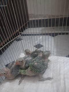 khata parrot baby