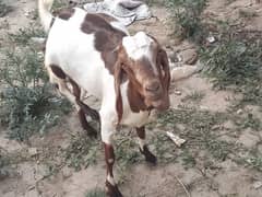 bakri