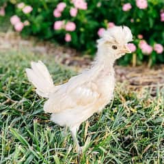 polish chicks available