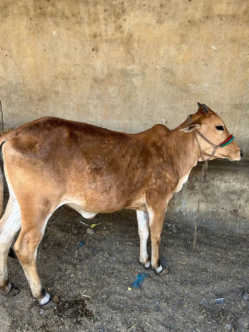 2 daant bachiya Qurbani 2025 0