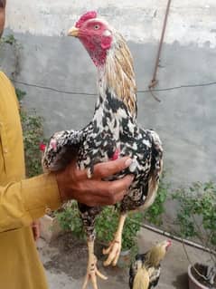 pure aseel beautiful corolfull hen for sell