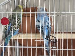 Budgie For Sale