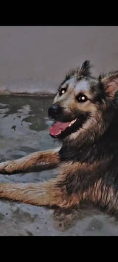 German shepherd