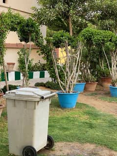 ficus