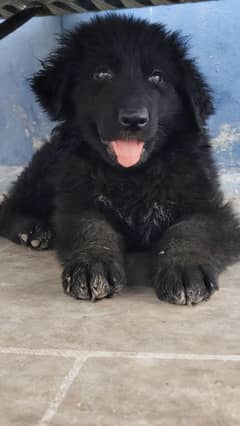 Black German Shepherd Puppy Male Long cot for Sale