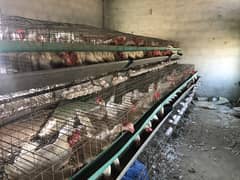 Layer hen