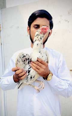 Cheeni madi ready to breed