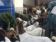 100 goat AvailabLe ha .