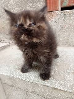 Persian kittens