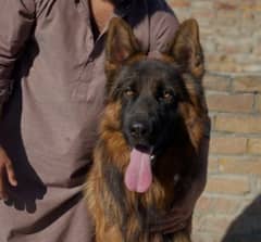German Shepherd Long Coat Puppies