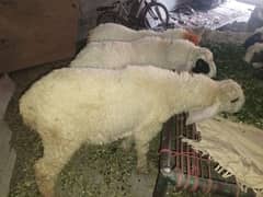 mashalla Sara he Qurbani pa lagna Wala ha rabta kria is pa 03071617894