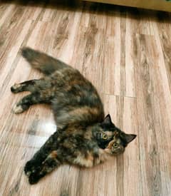 6months Persian Cat