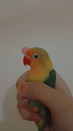 Love Bird + Budgie is free