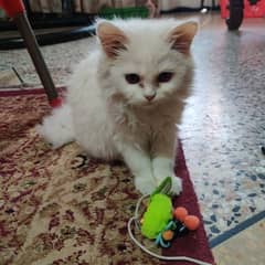 I am selling to green colour cat wash room and sand 1 kg  and ball
