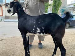 2 Dant khassi bakra