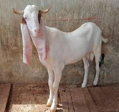 Gulabi bakra for sale *Best for Qurbani 2025*