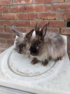Breeder Angura pair