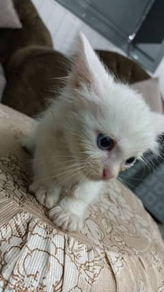 Persian kitten | Triple coat Kitten | Siamese | Blue Eyes | white| Cat