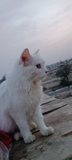 Persian yellow Eyes female cat