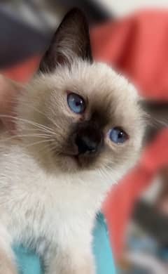Siamese Female Kittens for Sale