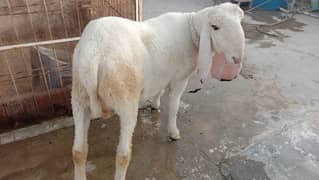 sarghodha male for sell