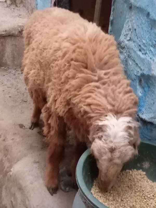 new add dumba urgent sale qurabani ka 0