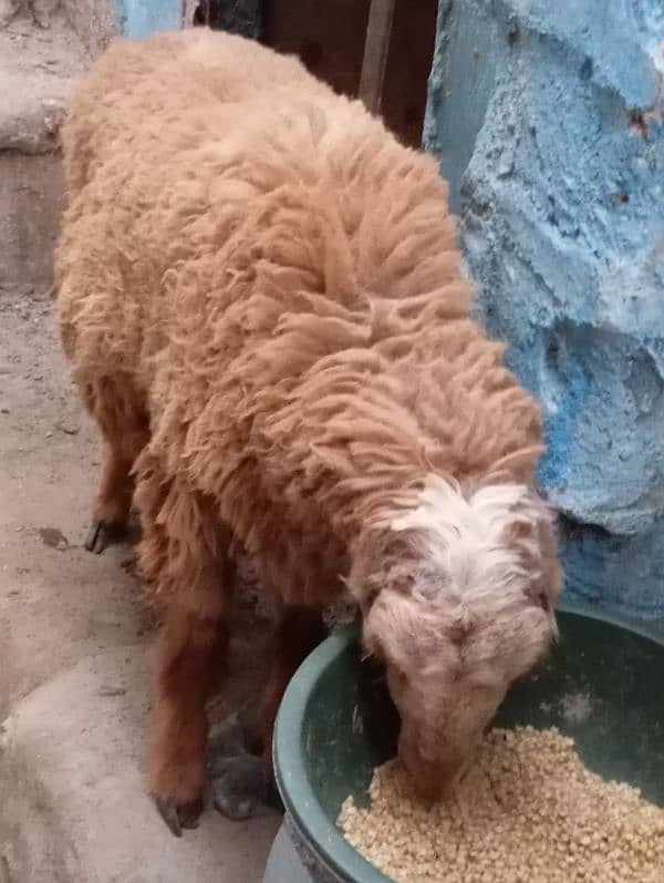 new add dumba urgent sale qurabani ka 1