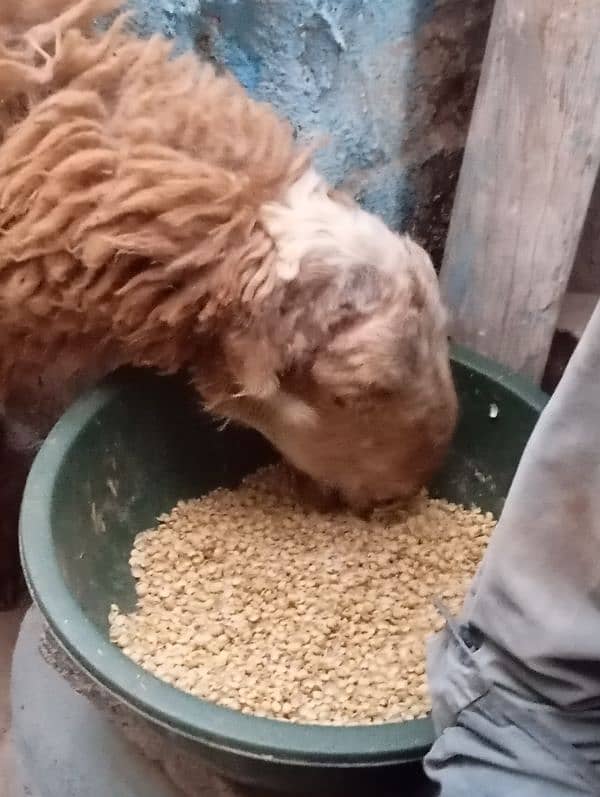 new add dumba urgent sale qurabani ka 3