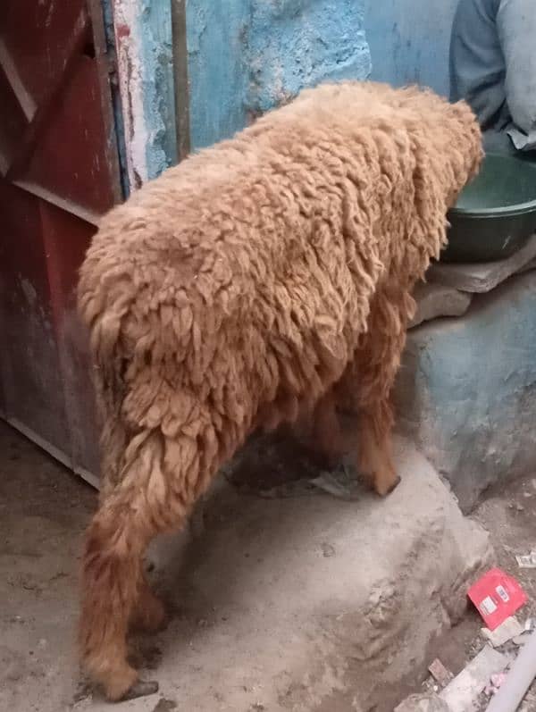 new add dumba urgent sale qurabani ka 4
