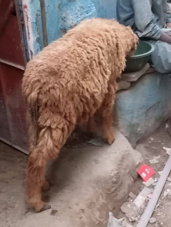 new add dumba urgent sale qurabani ka 5