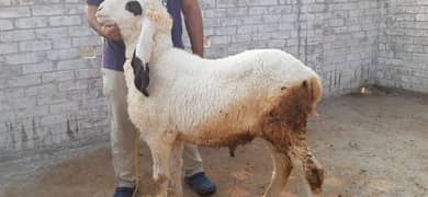 Chtray for sale qurbani k liye
