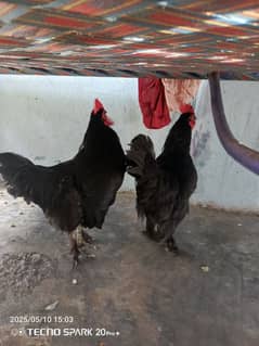 fency hens