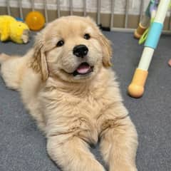 American golden retriever puppies available here