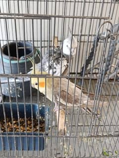cockatiel