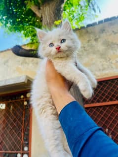 Persian Kittens