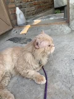 Persian cat