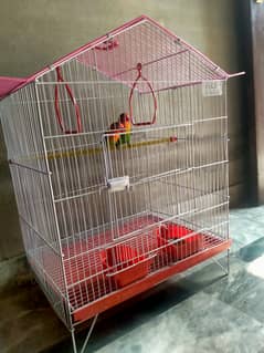 love birds