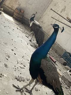 peacock for sale