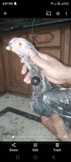 parot beak patha for sale