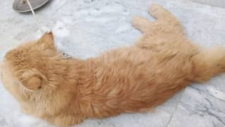Persian ginger male triple coat 4500 less kr donga