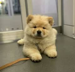 Chow chow imported pedigree microchipped puppy Available