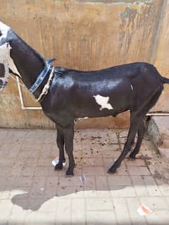 bakra