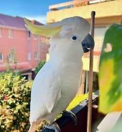 Cockatoo For Sale