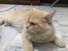 Persian cat litter train 8 months  for sale !