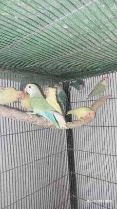 love bird / Lotino
