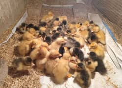 Duckling ( Duck Chicks ) is available here. . .